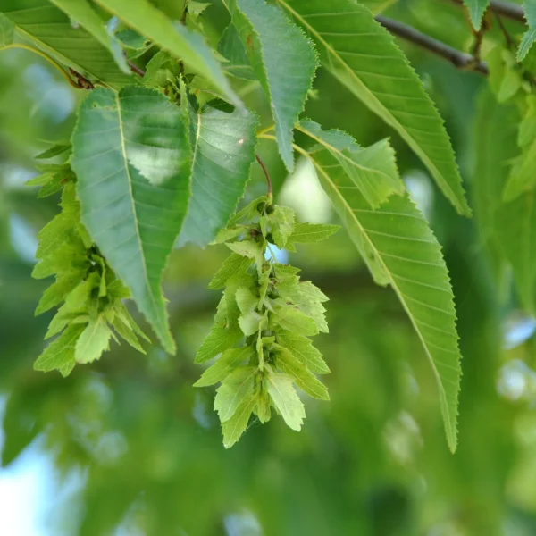 Carpinus polyneura – habr
