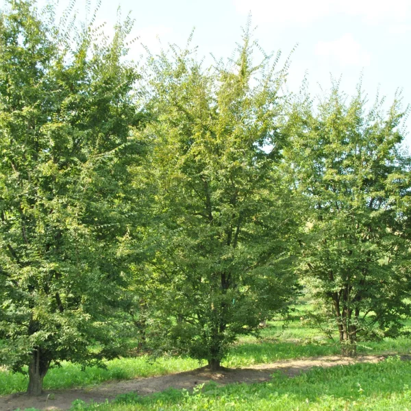 Carpinus turczaninowii – habr Turčaninovův