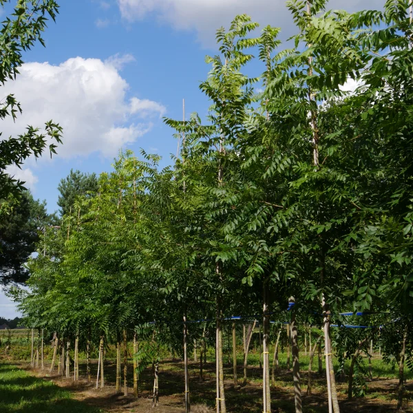 Carya illinoinensis – ořechovec pekanový