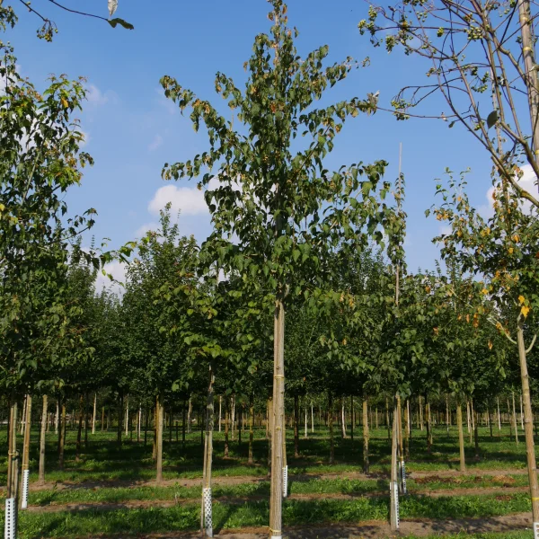 Acer capillipes – javor vlasonohý