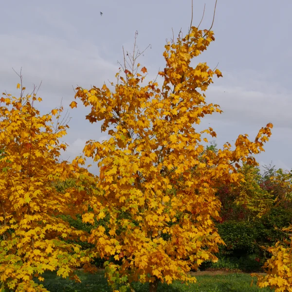 Acer cappadocicum – javor kapadocký
