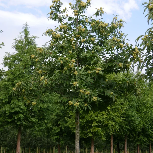 Castanea sativa – kaštanovník setý