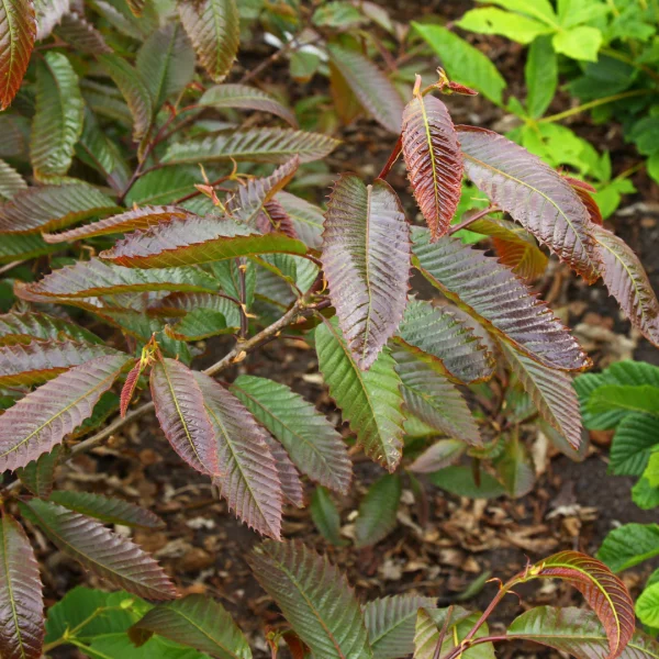 Castanea sativa 'Anny's Summer Red' – kaštanovník jedlý 'Anny's Summer Red'