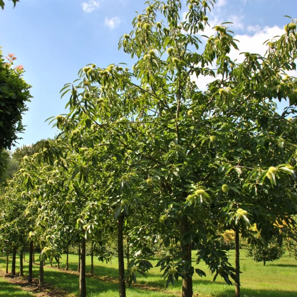 Castanea sativa 'Lyon' – kaštanovník jedlý 'Lyon'