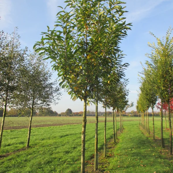 Castanea sativa 'Pyramidalis' – kaštanovník jedlý 'Pyramidalis'
