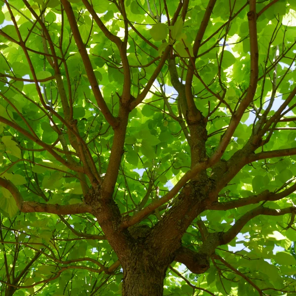 Catalpa bignonioides 'Aurea' – katalpa trubačovitá 'Aurea'