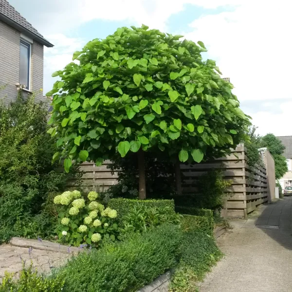 Catalpa bignonioides 'Nana' – katalpa trubačovitá 'Nana'