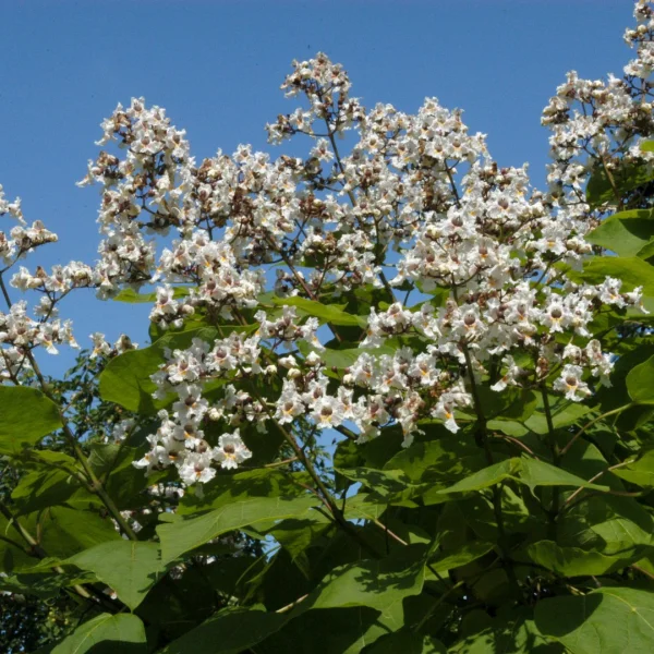 Catalpa ×erubescens – katalpa červenající