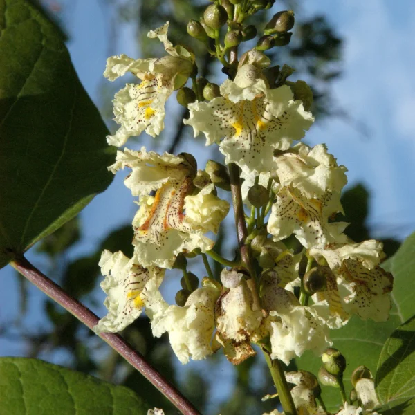 Catalpa ovata – katalpa vejčitá