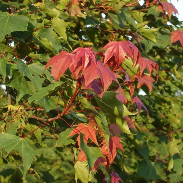 Acer cappadocicum var. tricaudatum – javor kapadocký var. Tricaudatum