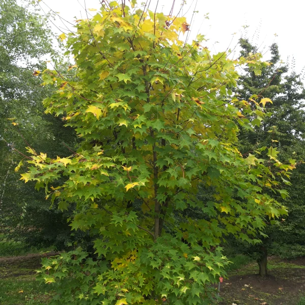 Acer cappadocicum 'Aureum' – javor kapadocký 'Aureum'