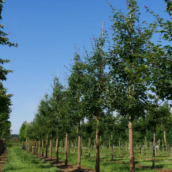 Acer cappadocicum 'Rubrum' – javor kapadocký 'Rubrum'