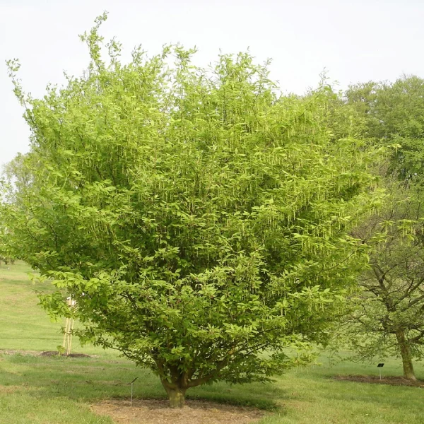 Acer carpinifolium – javor habrolistý
