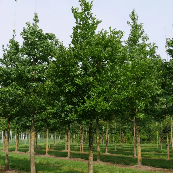 Celtis julianae – břestovec Juliin
