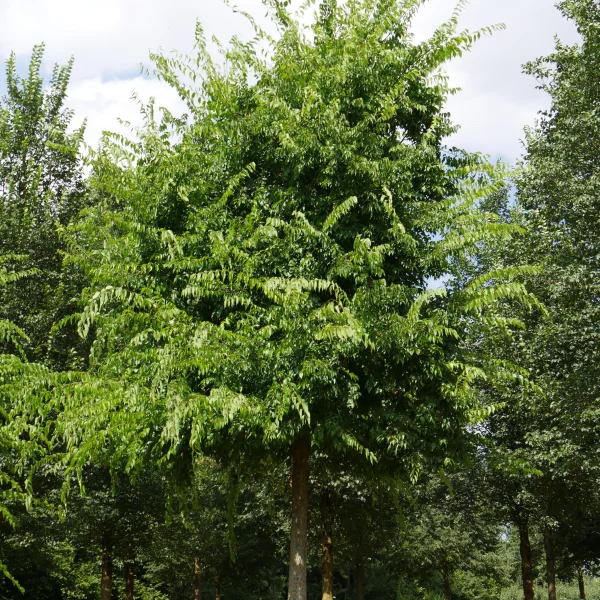 Celtis occidentalis – břestovec západní
