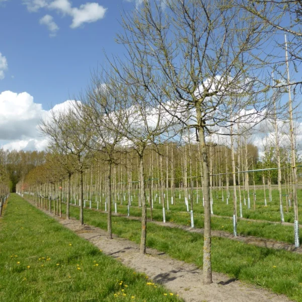 Celtis occidentalis 'Globosa' – břestovec západní 'Globosa'