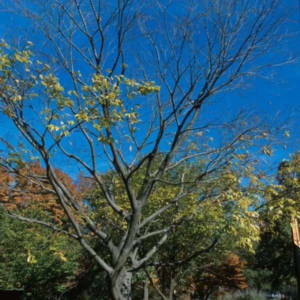 Celtis sinensis – břestovec čínský