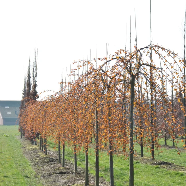 Cercidiphyllum japonicum 'Amazing Grace' – zmarličník japonský 'Amazing Grace'