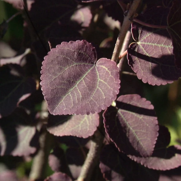 Cercidiphyllum japonicum 'Rotfuchs' – zmarličník japonský 'Rotfuchs'