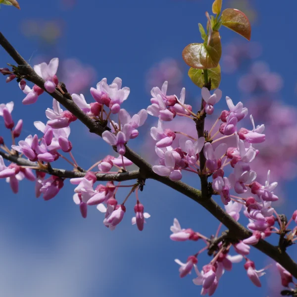 Cercis canadensis – zmarlika kanadská