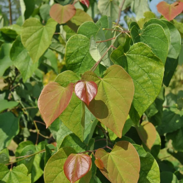 Cercis chinensis 'Avondale' – zmarlika čínská 'Avondale'