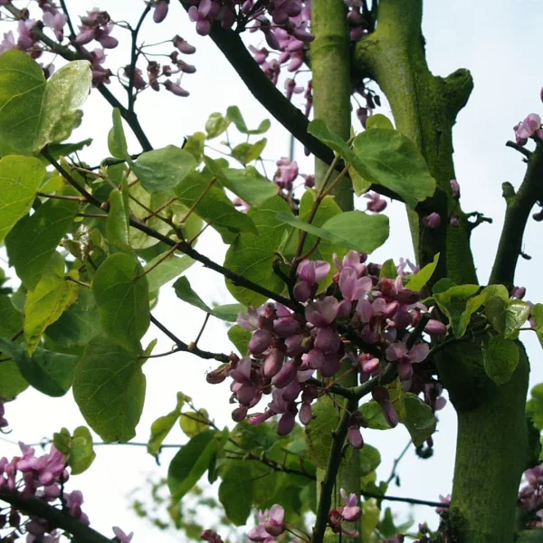 Cercis siliquastrum – zmarlika Jidášova
