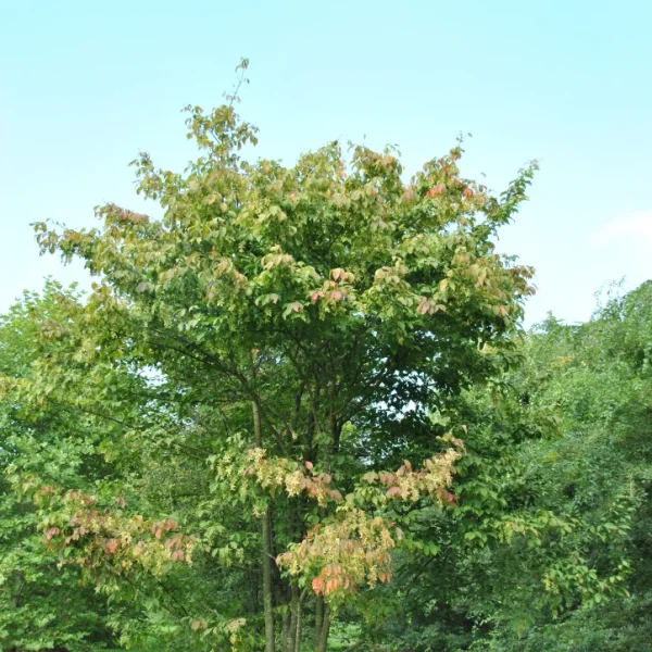 Acer henryi – kdouloň obecná