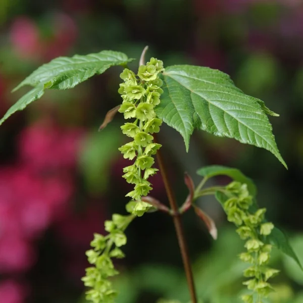 Acer 'Silver Vein' – javor 'Silver Vein'