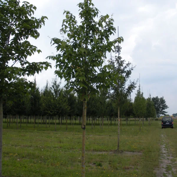 Acer davidii – javor davidův