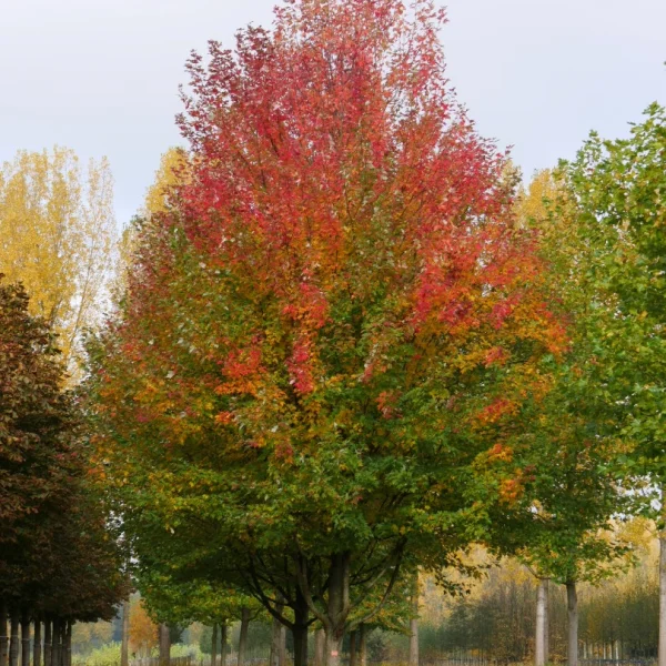 Acer ×freemanii 'Armstrong' – javor Freemanův 'Armstrong'
