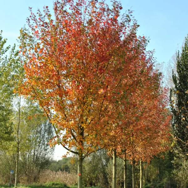 Acer ×freemanii AUTUMN BLAZE ('Jeffersred') – javor Freemanův AUTUMN BLAZE ('Jeffersred')