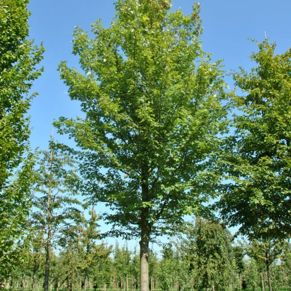 Acer ×freemanii CELEBRATION ('Celzam') – javor Freemanův CELEBRATION ('Celzam')