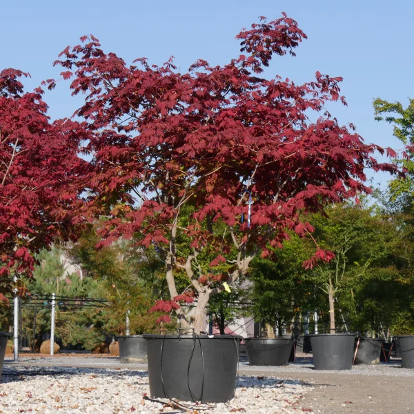 Acer japonicum 'Aconitifolium' – javor japonský 'Aconitifolium'