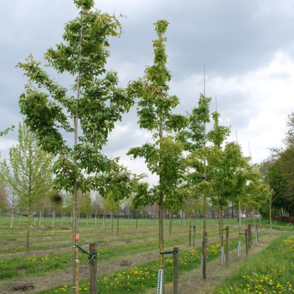 Acer mandschuricum – dub špičatolistý