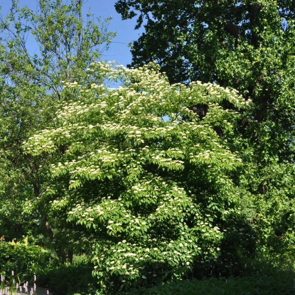 Cornus alternifolia – svída střídavolistá