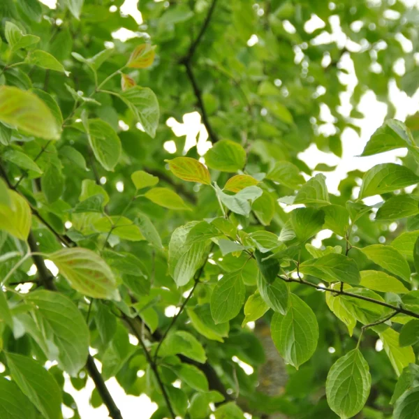 Cornus asperifolia var. drummondii – svída drsnolistá var. drummondii