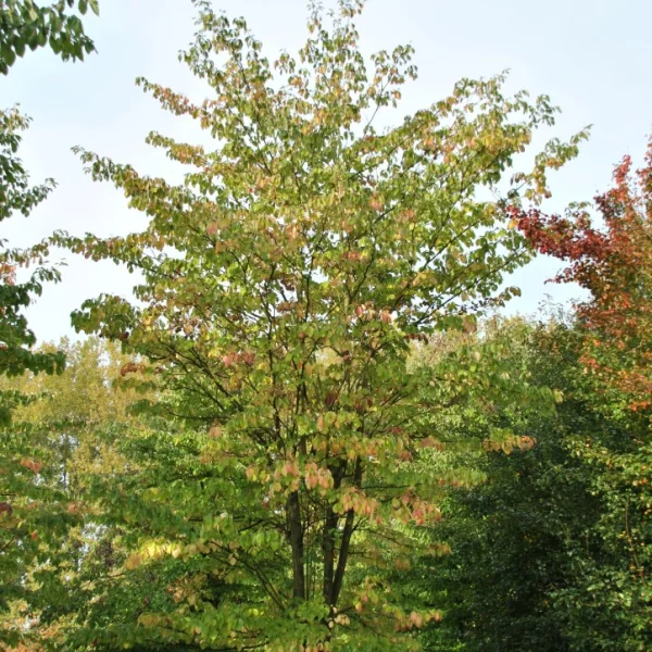 Cornus controversa – svída sporná