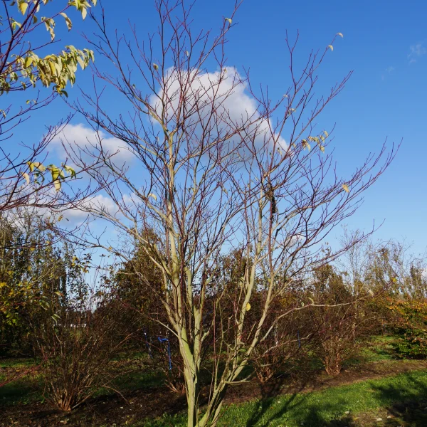 Cornus controversa 'Pagoda' – svída sporná 'Pagoda'