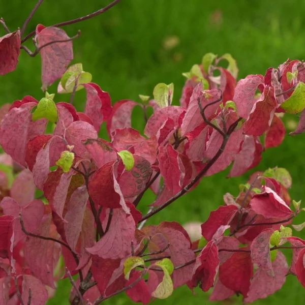 Cornus florida – dřín květnatý