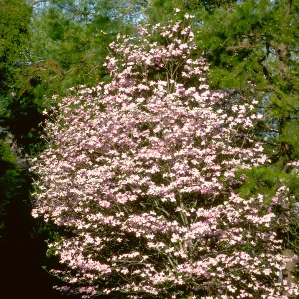 Cornus florida f.rubra – dřín květnatý f.rubra