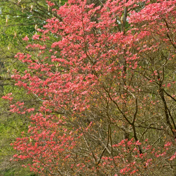 Cornus florida 'Cherokee Brave' – dřín květnatý 'Cherokee Brave'
