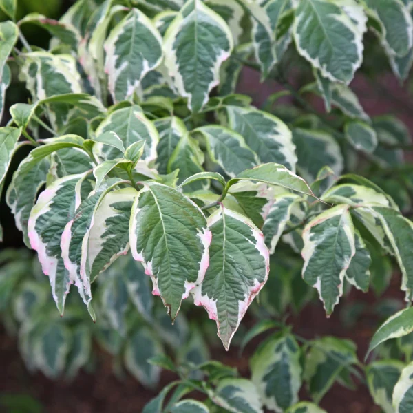 Cornus florida CHEROKEE DAYBREAK ('Daybreak') – dřín květnatý CHEROKEE DAYBREAK ('Daybreak')