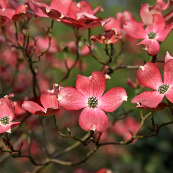 Cornus florida 'Cherokee Chief' – dřín květnatý 'Cherokee Chief'