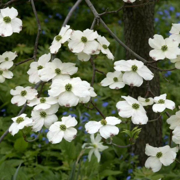 Cornus florida 'Cloud Nine' – dřín květnatý 'Cloud Nine'