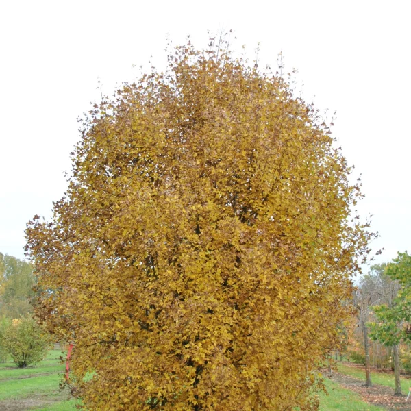 Acer monspessulanum – javor francouzský