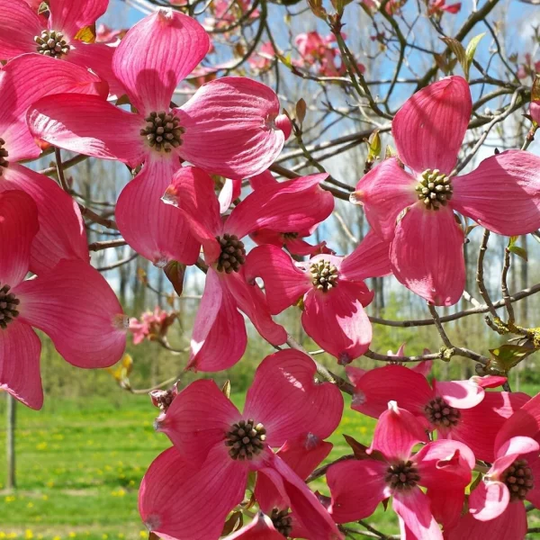 Cornus florida 'Red Giant' – dřín květnatý 'Red Giant'
