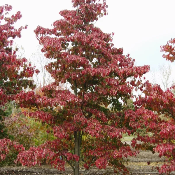 Cornus florida CHEROKEE SUNSET ('Sunset') – dřín květnatý CHEROKEE SUNSET ('Sunset')