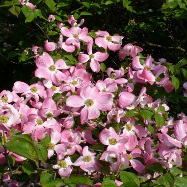 Cornus florida 'Sweetwater' – dřín květnatý 'Sweetwater'