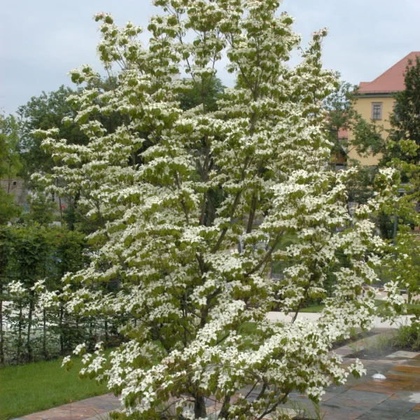 Cornus kousa var. chinensis – dřín japonský