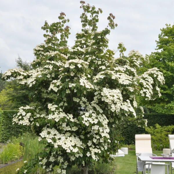 Cornus kousa 'China Girl' – dřín japonský 'China Girl'